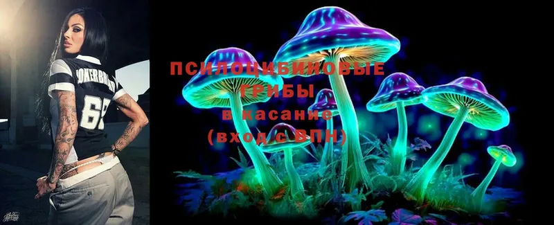 купить   Красногорск  Псилоцибиновые грибы Psilocybe 